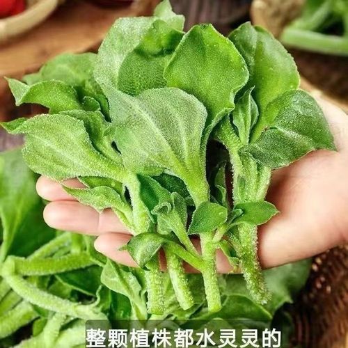 冰草 夏日轻食沙拉的清凉之选