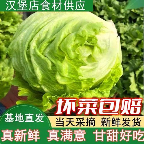 球生菜新鲜批发价全解析 从圆生菜到餐桌的清脆之旅