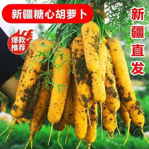 新疆黄胡萝卜 带泥冰糖心的黄萝卜，手抓饭的灵魂，产地直发包邮