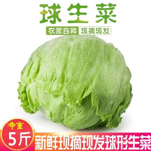 生菜物语 从田间到餐桌的清脆之旅